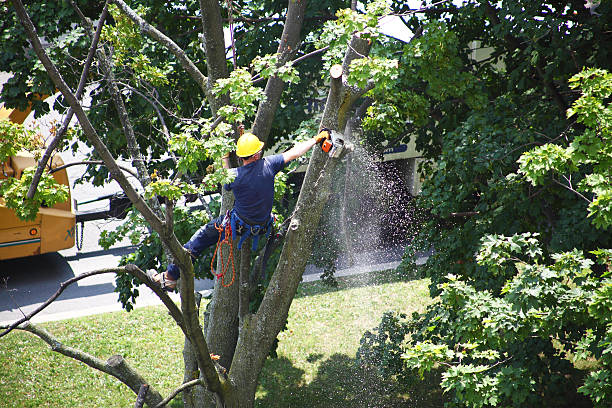 Best Commercial Tree Services  in Duncanville, TX